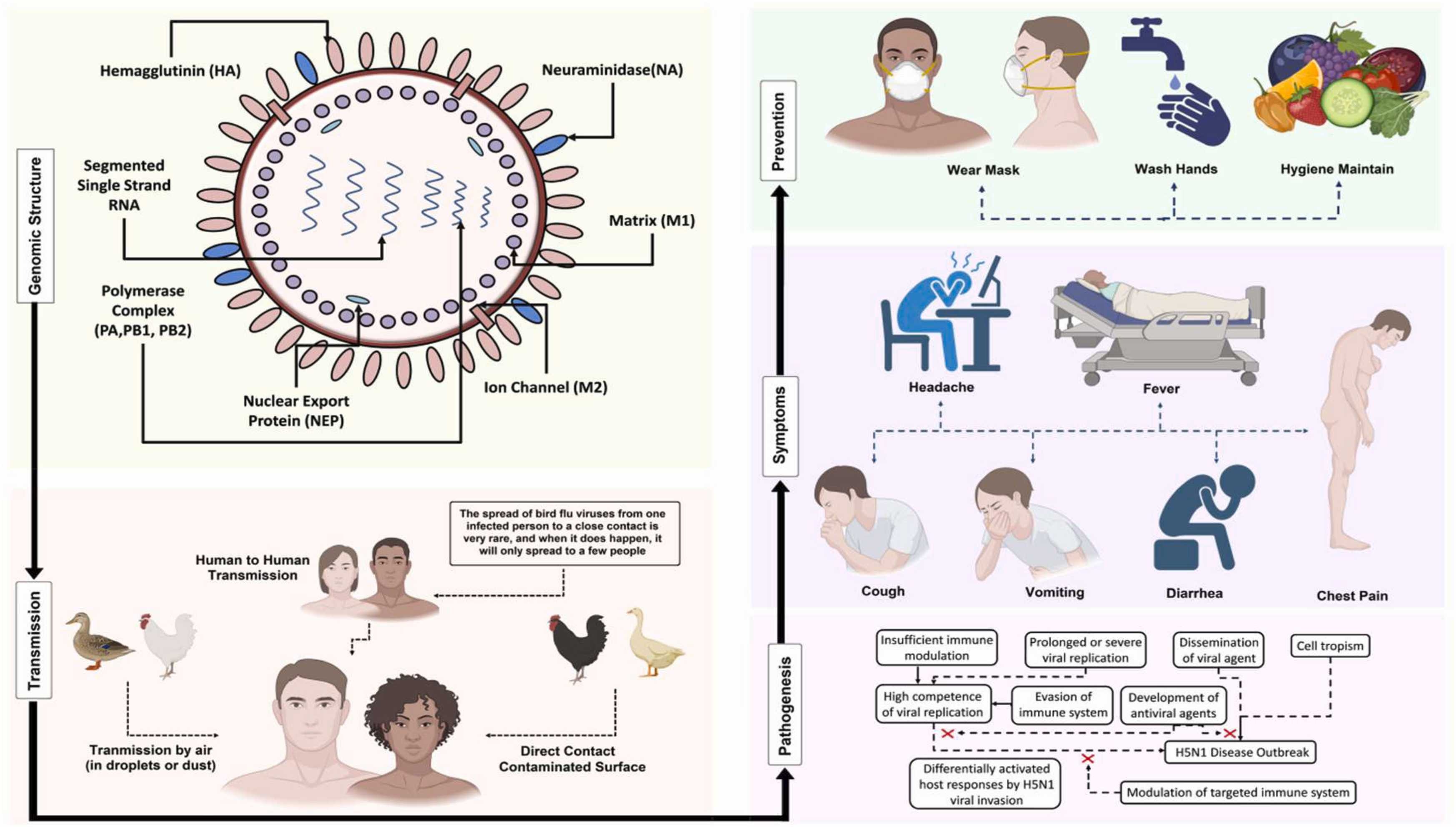 Bird Flue Flow Chart